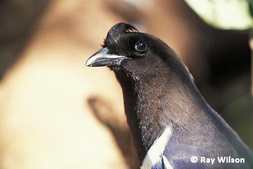Curl-crested jay Curlcrested Jay Cyanocorax cristatellus