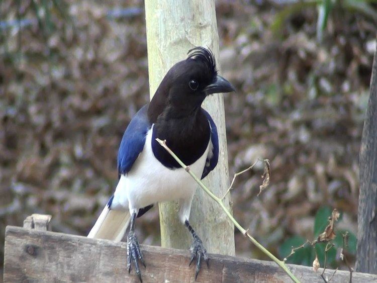 Curl-crested jay Gralhas do cerrado Cyanocorax cristatellus Curlcrested Jay