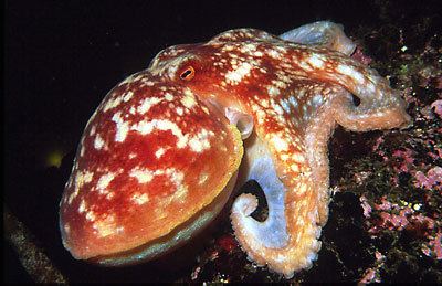 Curled octopus Curled Octopus Eledone cirrhosa picture UK GoodDivecom