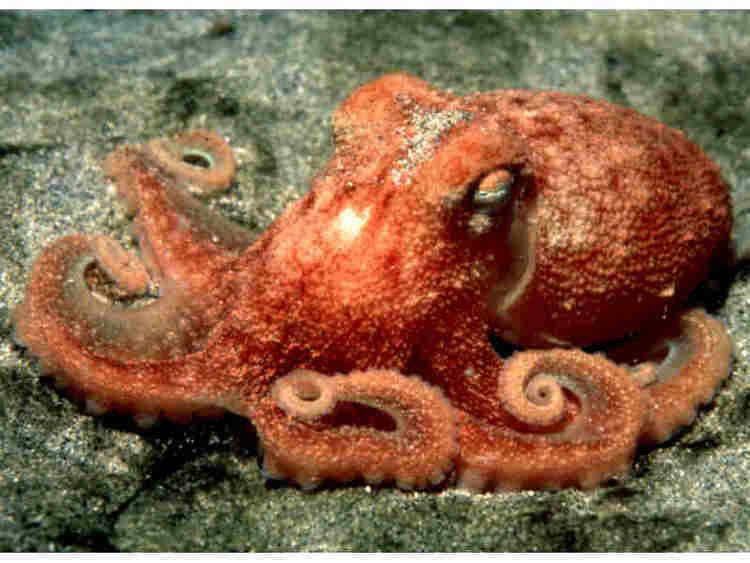 Curled octopus wwwmarlinacukassetsimagesmarlinspeciesweb