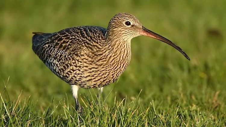 Curlew The RSPB Projects Investigating the causes of UK curlew declines