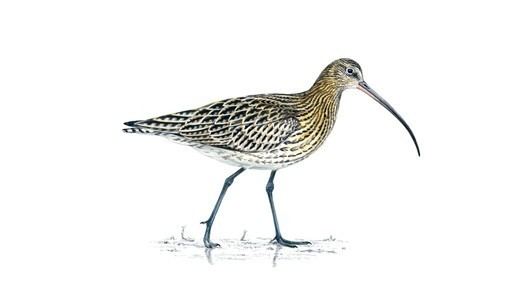 Curlew The RSPB Curlew