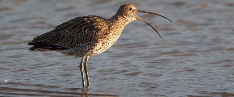 Curlew The RSPB Curlew