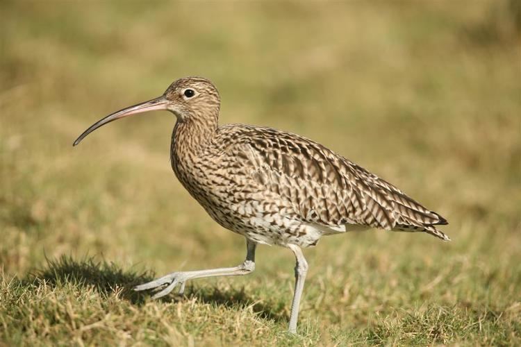 Curlew Curlew