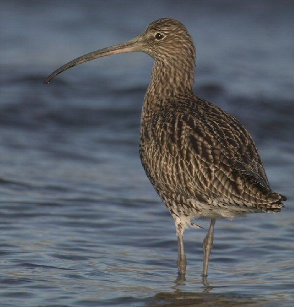 Curlew Curlew