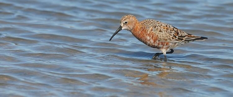 Curlew sandpiper The RSPB Curlew sandpiper