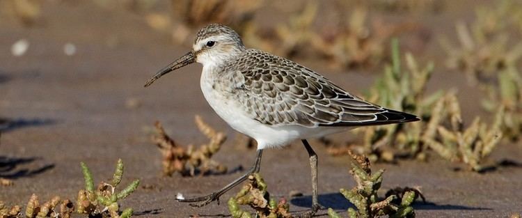 Curlew sandpiper The RSPB Curlew sandpiper