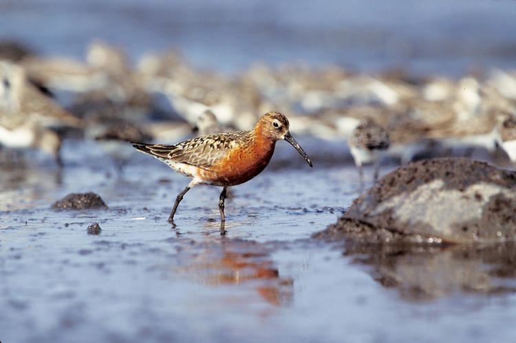 Curlew sandpiper Curlew Sandpiper Audubon Field Guide