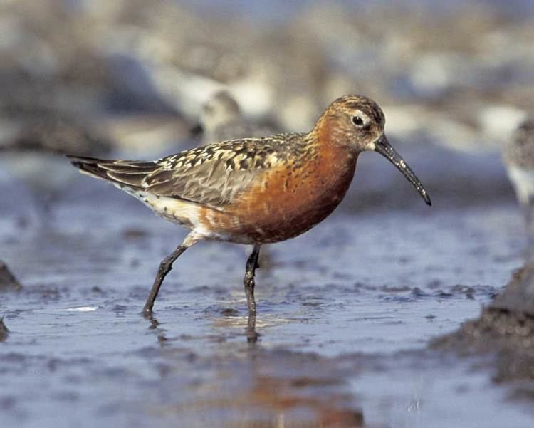 Curlew sandpiper d2fbmjy3x0sduacloudfrontnetsitesdefaultfiles