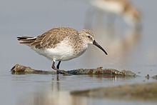 Curlew sandpiper Curlew sandpiper Wikipedia