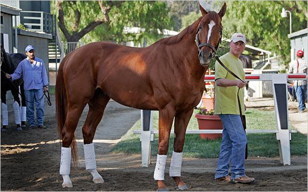 Curlin Curlin May Be the Best but the Competition Still Takes Its Chance