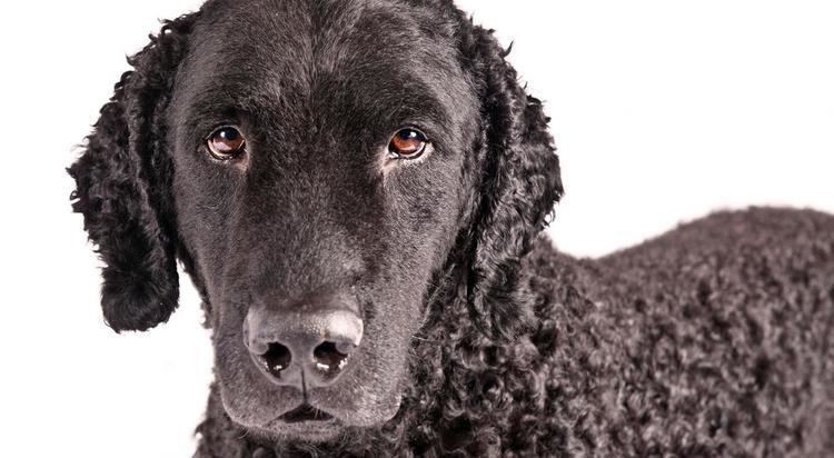 Curly Coated Retriever CurlyCoated Retriever Dog Breed Information American Kennel Club