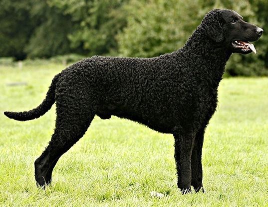 Curly Coated Retriever LIFE SPAN OF CURLYCOATED RETRIEVER