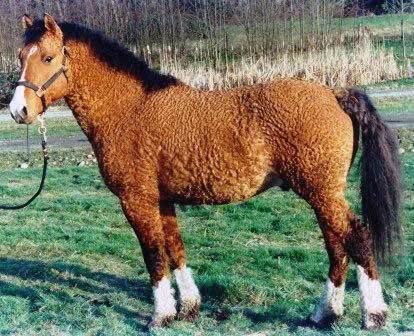 Curly Horse Curly Horse Info Origin History Pictures Horse Breeds