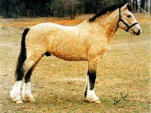 Curly Horse AMERICAN CURLY HORSE