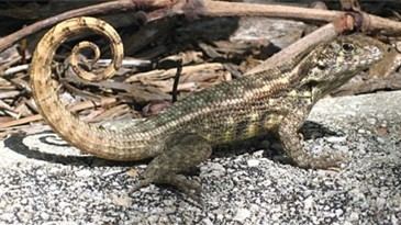 Curly-tailed lizards The Garden Scribe Leapin39 lizards They seem to be everywhere