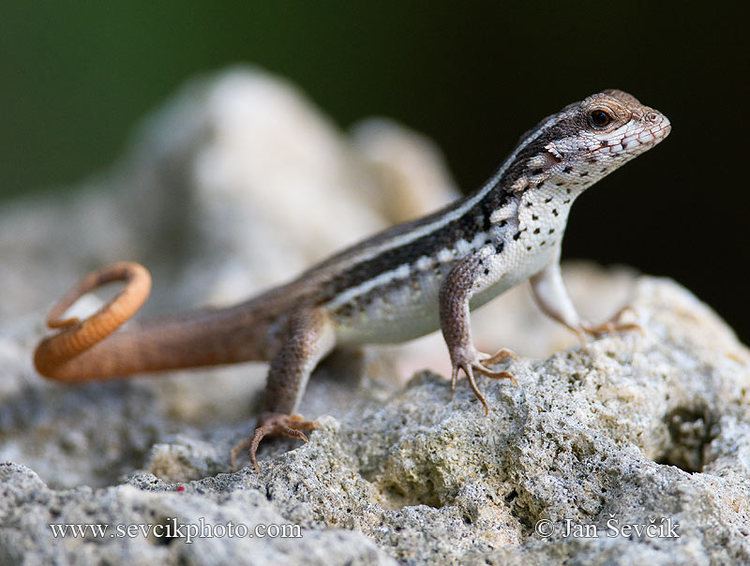 Curly-tailed lizards wwwsevcikphotocomimagesleiocephaluslunatusjpg