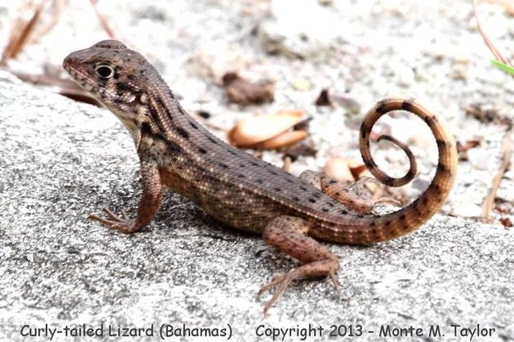 Curly-tailed lizards bahamian curly tailed lizard Google Search Reptiles Pinterest