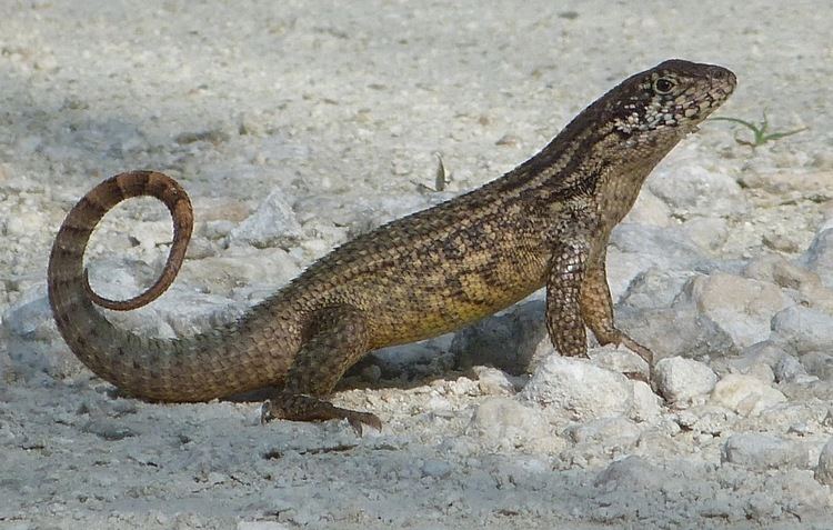 Curly-tailed lizards Curly Tail Lizards ROLLING HARBOUR ABACO