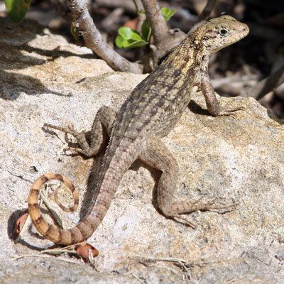Curly-tailed lizards Curly Tail Lizard