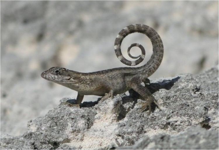 Curly-tailed lizards My Favorite Lizard the CurlyTail Lizards amp Friends
