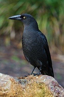 Currawong httpsuploadwikimediaorgwikipediacommonsthu