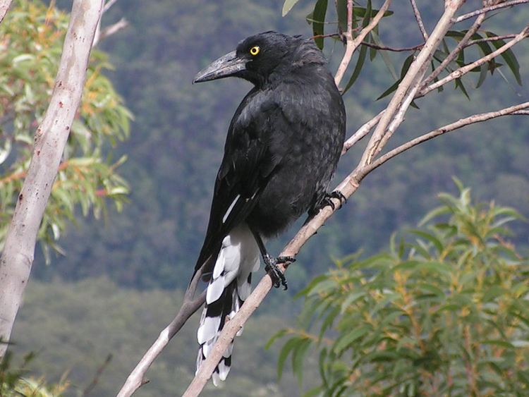 Currawong Pied currawong Wikipedia