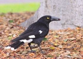 Currawong Pied Currawong BirdLife Australia