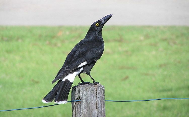 Currawong Pied Currawong Australian Bush Birds