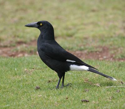 Currawong Pied currawong