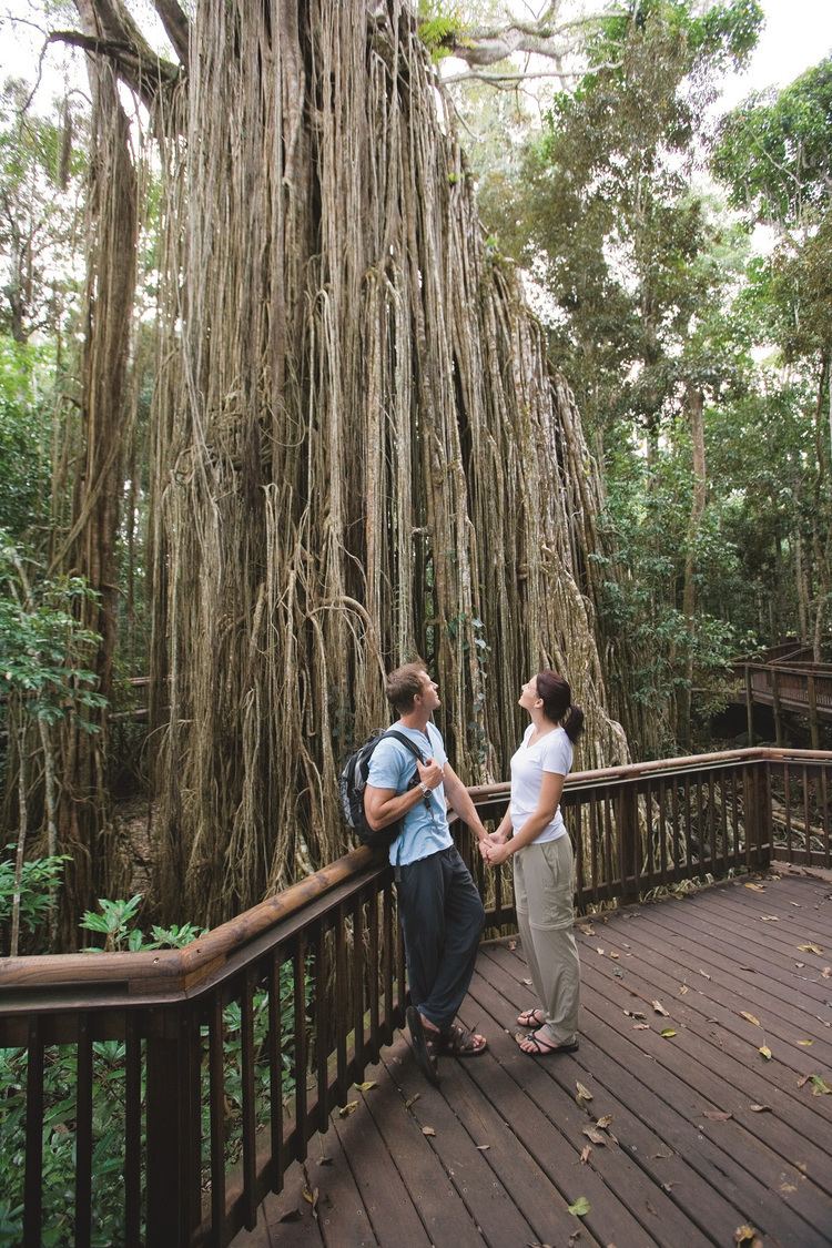 Curtain Fig Tree Cairns Attractions Curtain Fig Tree