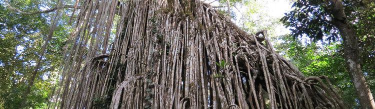 Curtain Fig Tree Cairns Atherton Tablelands Curtain Fig Tree