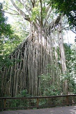 Curtain Fig Tree httpsuploadwikimediaorgwikipediacommonsthu