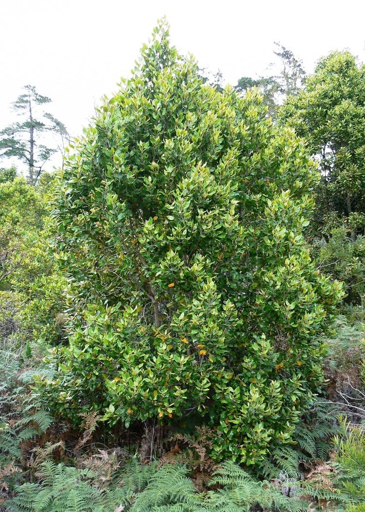 Curtisia FileCurtisia dentata small Assegai tree Table Mountain 4JPG