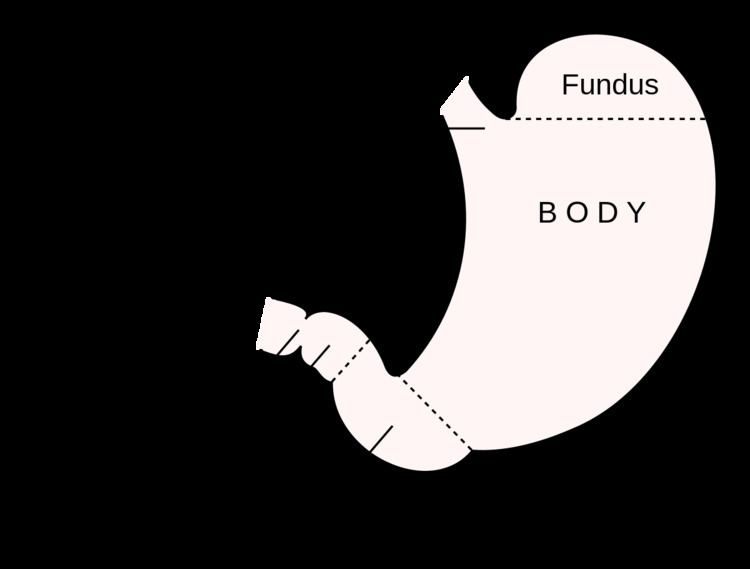 Curvatures of the stomach
