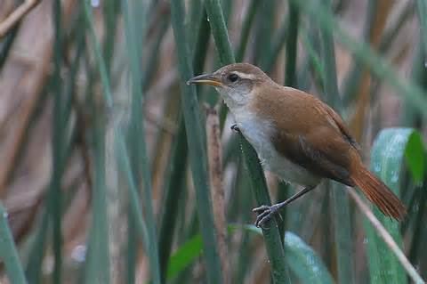 Curve-billed reedhaunter More on Limnornis curvirostris Curvebilled Reedhaunter