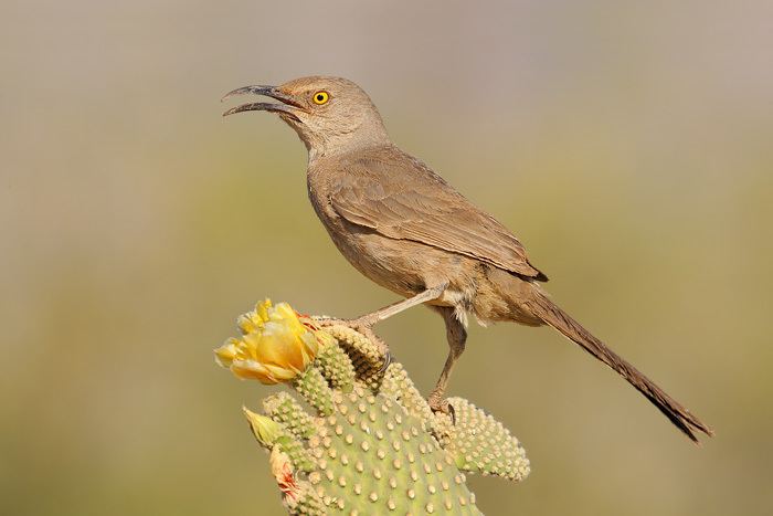 Curve-billed thrasher 6503CurvebilledThrasher051820083jpg