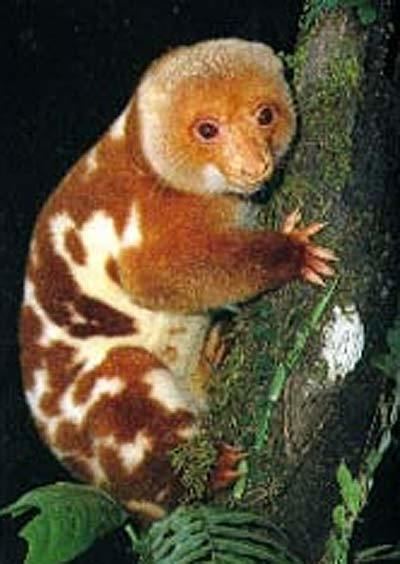 Cuscus Spotted Cuscus Colorful Shy Marsupial Animal Pictures and Facts