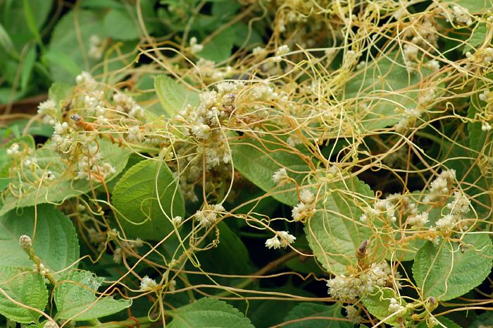 Cuscuta Parasite of the Day Cuscuta chinensis