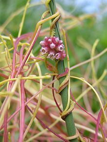 Cuscuta httpsuploadwikimediaorgwikipediacommonsthu