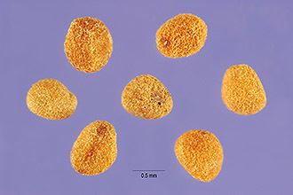 Cuscuta approximata Plants Profile for Cuscuta approximata alfalfa dodder