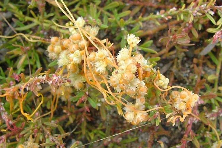 Cuscuta campestris Factsheet Cuscuta campestris Golden Dodder