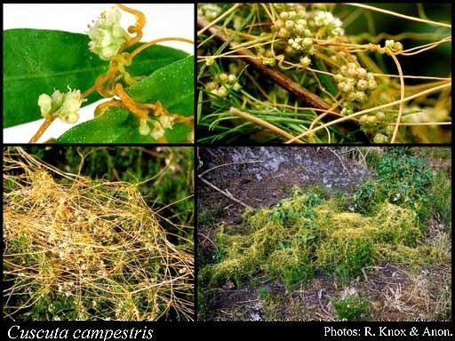 Cuscuta campestris Cuscuta campestris Yunck FloraBase Flora of Western Australia