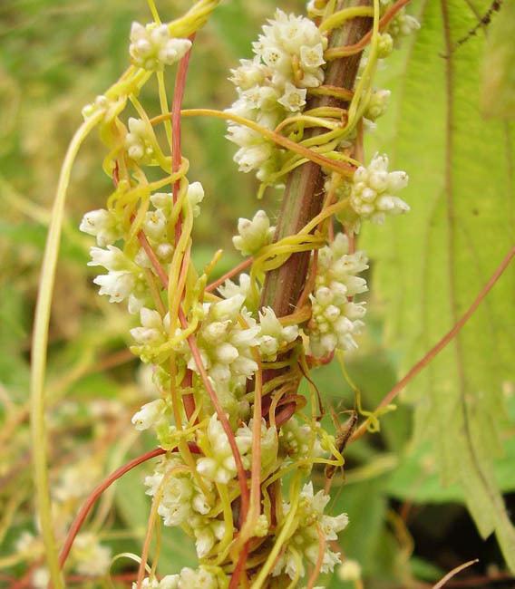 Cuscuta Parasitic Plant Connection Cuscutaceae