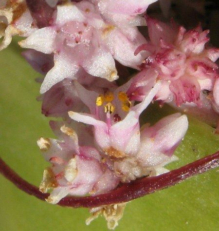 Cuscuta epithymum wwwmaltawildplantscomCONVPicsCUSEPCUSEPCusc