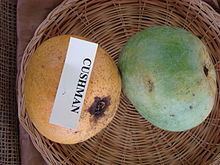 Cushman (mango) httpsuploadwikimediaorgwikipediacommonsthu