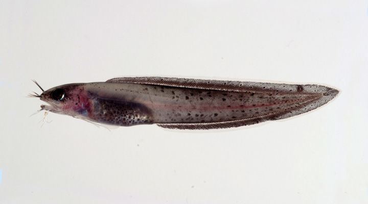 Cusk-eels fishesofaustralianetauImagesImageBrotulaMulti