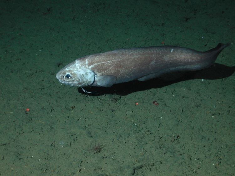 Cusk-eels Real Monstrosities Cuskeel