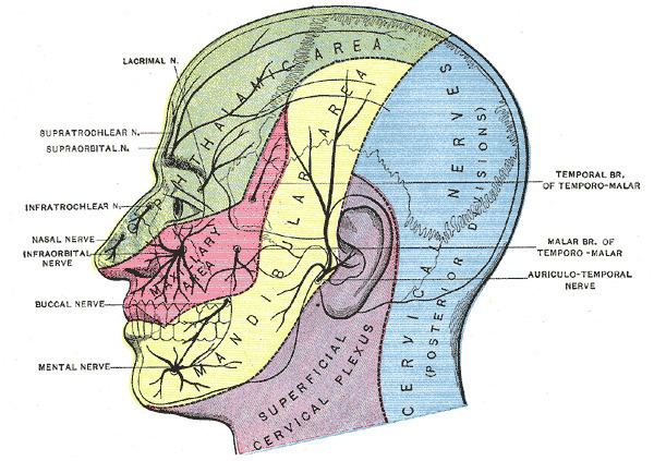 Cutaneous innervation of the head