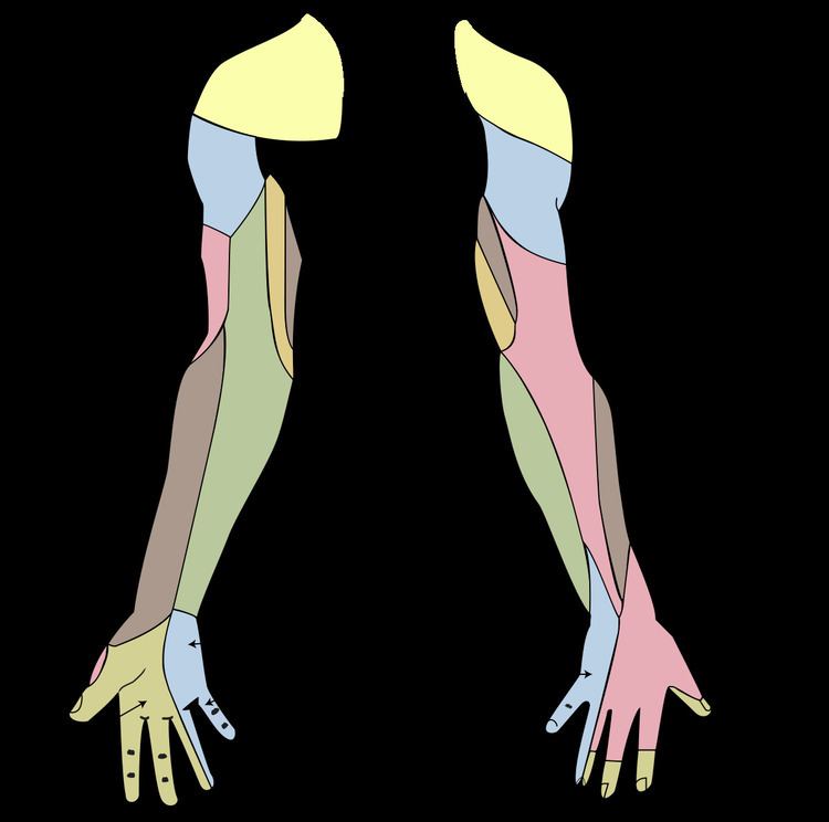 Cutaneous innervation of the upper limbs - Alchetron, the free social